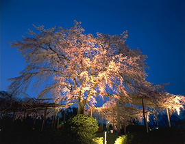 Maruyama Park