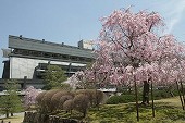 Annex Hall Cherry Trees